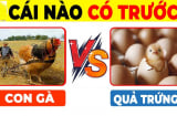 Quả trứng có trước hay con gà có trước: Đã tìm ra đáp án chính xác