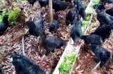 Trắng tay vì ly hôn, trở thành triệu phú nhờ nuôi Gà đen