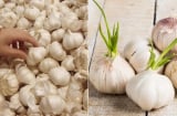 Vì sao tỏi trong siêu thị không bị mọc mầm, vừa mua về nhà mầm đã lên ầm ầm?