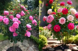 2 loại “gia vị nhà bếp” cực tốt cho cây hoa hồng nở hoa to, cánh dày và khỏe mạnh