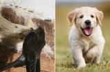 Điềm báo lộc bất tận hưởng: 5 con vật này vào nhà là tiền vào như nước