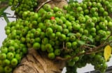 Loại quả giá vài nghìn được ví như 'tiên dược' là 'nhân sâm của người nghèo': 4 lý do nên ăn mỗi ngày