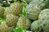 Muốn chọn quả Na ngon, thơm ngọt ngon, dày thịt ít hạt nhớ nhìn điểm này
