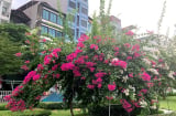 5 lý do ngày càng nhiều người đưa cây hoa giấy và 'danh sách đen'