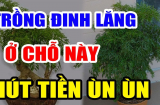 Cây Đinh Lăng trấn giữ của cải đừng trồng linh tinh: Đây chính là vị trí tốt nhất, ai không biết quá phí