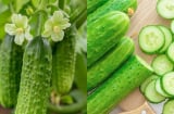 Dưa chuột bị đắng có độc không, có ăn được hay nên bỏ đi?