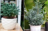 Phòng khách đặt 5 loại cây cảnh này, gia chủ Đắc Tài Đắc Lộc, tiền vào như nước