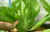 Thứ rau dân dã rẻ tiền đầy chợ Việt mùa thu đông lại cực giàu canxi, tốt cho sức khỏe