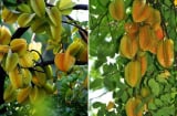 Trồng cây khế trước nhà, gia chủ ăn nên làm ra: Nên trồng khế chua hay khế ngọt?
