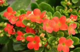 Trong nhà trồng 4 loại cây cảnh này, gia đình sẽ giàu có, nhiều phúc lộc và may mắn