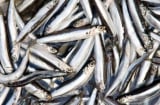Loại cá giàu canxi gấp nhiều lần cá hồi, giá siêu rẻ, bán đầy chợ Việt