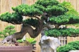 Loại cây từng bị người nghèo chê bai, nay được giới nhà giàu săn lùng vì trồng càng lâu càng sinh lộc