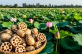 Lợi ích tuyệt vời của Củ sen giúp thanh nhiệt, giải độc, bổ máu, hỗ trợ tiêu hóa...