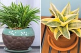 Ông bà xưa dặn: 4 loại cây cảnh “mạ vàng” nên trồng trong nhà trấn khí, tụ lộc đầy ắp', là cây gì?