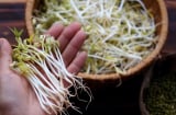 Mẹo chọn giá đỗ sạch, không lo ủ thuốc kích mầm
