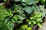 5 loài hoa đại kỵ trong nhà dương – chuyên gia khuyên nên bỏ ngay kẻo rước xui xẻo