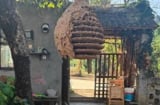 5 loài vật xuất hiện quanh nhà báo hiệu điềm xui, đừng vội mừng kẻo hối hận