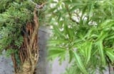 Cây đinh lăng – “thần giữ của”: Chuyên gia phong thủy chỉ cách trồng chuẩn giúp gia chủ hút tài lộc hiệu quả