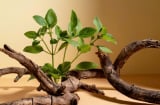 5 dấu hiệu cho biết, ngôi nhà của bạn đang vượng khí, hút tài lộc, bình an
