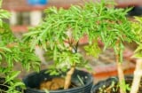 Cây đinh lăng – “thần giữ của” trong nhà, chuyên gia phong thủy chỉ vị trí trồng hút tài lộc