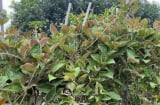 Loại rau dại từng mọc bờ bụi, ăn với thịt chó: Giờ thành đặc sản 50.000đ/kg, muốn mua phải đặt trước