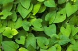Những người không nên ăn rau diếp cá