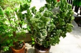 Trồng loài cây 'xấu xí' để giữ nhà, giải xui xẻo, mang đến thịnh vượng cho gia đình