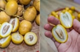 Vì sao khi ăn chà là tươi, cắn dọc thấy ngọt, cắn ngang thì chát?