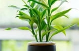 4 vị trí đặt cây phát lộc trong nhà giúp thu hút tài lộc và may mắn