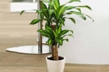 5 loại cây người giàu thích trồng: Càng nở hoa càng phát lộc, người nghèo lại hay bỏ qua