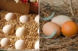 Không cần tủ lạnh, người xưa dùng 6 cách này để bảo quản trứng cả tháng vẫn tươi ngon