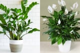 5 loại cây cảnh là 'bảo vật Thần Tài' hợp với người mệnh Thủy, hút tiền vào nhà