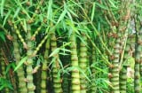 Tháng 7 Âm lịch, trồng 3 cây cảnh phong thủy này trước cổng để hóa giải vận xui, chiêu tài giữ lộc