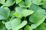 Bất ngờ, ăn rau khoai lang sẽ giúp giúp giảm đường huyết