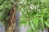 Cây đinh lăng – ‘thần giữ của’ phong thủy: Vị trí trồng giúp gia chủ hút tài lộc