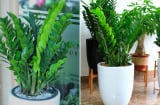 Cây kim tiền là 'bảo vật' cầu tài lộc, đặt ở vị trí này trong nhà, gia chủ có vận may tốt nhất