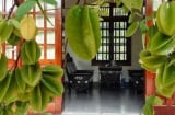 Có nên trồng cây khế trước nhà? Chuyên gia phong thủy giải đáp vị trí đẹp nhất