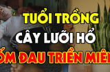 Lưỡi hổ may mắn phát tài nhưng có 3 mệnh này trồng là Mất Tiền Mất Của