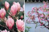 Người xưa dặn: “Trồng 3 cây trước sân, gia đình thịnh vượng, vàng ngọc đầy nhà”, 10 nhà trồng thì 9 nhà giàu có