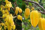 Trồng cây khế rất tốt cho những người này: Cải thiện phong thủy, nâng cao sức khỏe