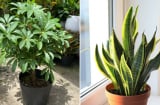 6 loại cây 'gọi tiền vào nhà', hợp với người mệnh Thổ