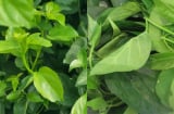 Loại rau là “thần dược xanh” ẩn mình giữa núi rừng Tây Bắc