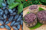 Trám đen – thứ quả đen nhánh, bở bùi, một mùa trong năm và cả một trời thương nhớ