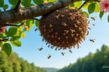 Kinh nghiệm người xưa: “Tháng 7 đừng động ong, tháng 8 đừng đánh rắn, tháng 9 đừng bắt lươn”
