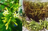Hoa đu đủ đực: Dược liệu tốt nhưng 5 người này không nên dùng nhiều kẻo lợi chưa thấy hại đã gần