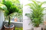 3 loại cây trồng trước nhà, lộc đến tới tấp, gia đình đời đời hưng thịnh, phú quý