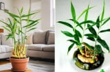Loại củ thường dùng làm gia vị được 'lên đời' làm cây phong thủy, giúp xua đuổi vận xui, hút tiền tài vào nhà