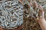 3 loại cá giàu omega-3, ít 'ngậm' thủy nhân, tốt không kém cá hồi, chợ Việt vừa nhiều vừa rẻ