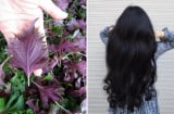 Cách gội đầu bằng nước lá tía tô, chống rụng tóc, kích thích mọc tóc con