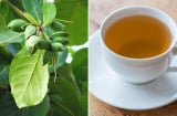 Lấy lá bàng đun nước uống, cơ thể nhận được lợi ích tuyệt vời này